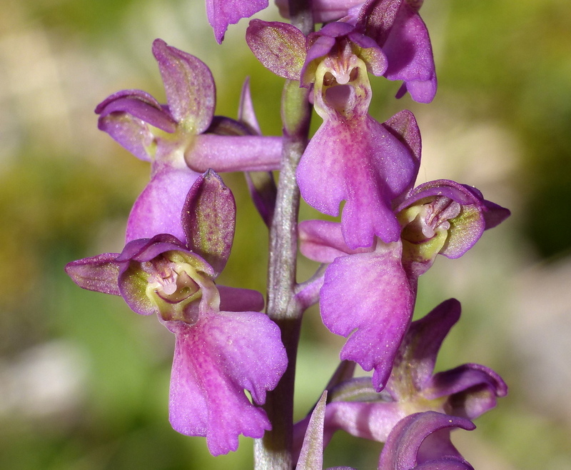 Il posto delle Orchis spitzelii (e non solo...)